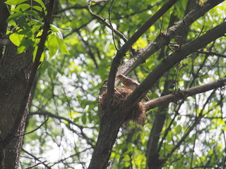 The thrush flew to the nest to feed the Chicks.