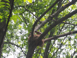 The thrush flew to the nest to feed the Chicks.