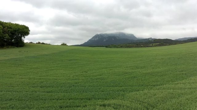 Green fiels and forest, Aerial views.