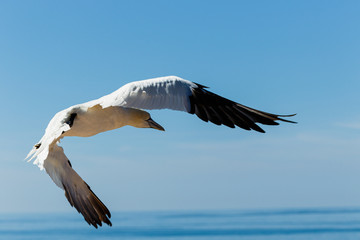 Nahaufnahme eines Seevogels der über dem Meer fliegt