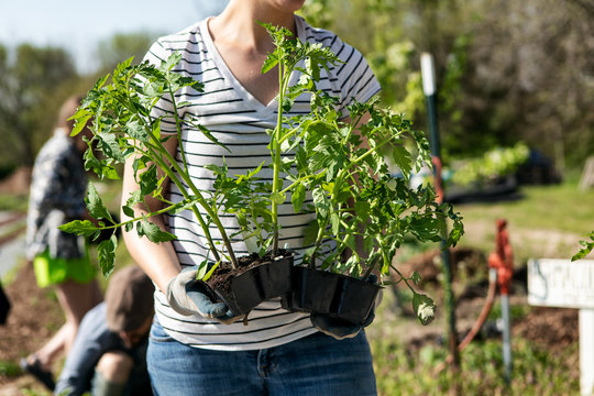 Farm: Student Farmers Learning About Tomato Planting