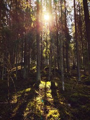 Obraz premium forest in autumn