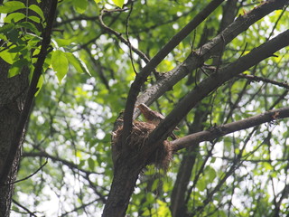 The thrush flew to the nest to feed the Chicks.