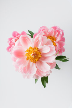 Top view of open peony flowers