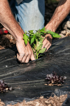 Farm: Anonymous Man Planting Tomatos In Field