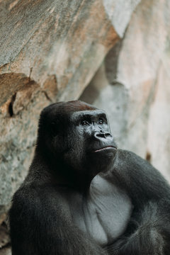 Portrait of Gorilla