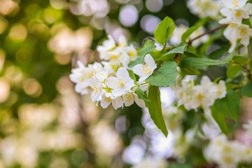 branch blooming jasmine day. Close-up of blooming jasmine.