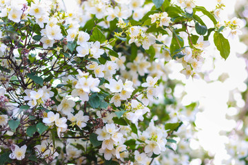 branch blooming jasmine day. Close-up of blooming jasmine.