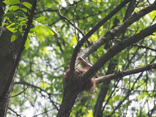 The thrush flew to the nest to feed the Chicks.
