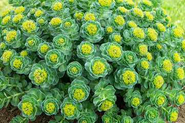 Rhodiola rosea blossom by springtime at solar day