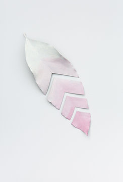 An ombre pink to white painted leaf cut into four seperate parts