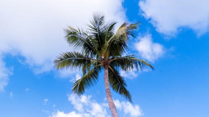 Fototapeta na wymiar A tall isolated palm tree with a beautiful blue sky with passing clouds.