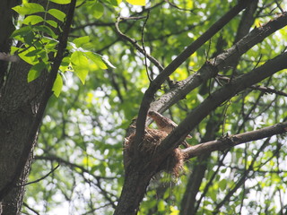 The thrush flew to the nest to feed the Chicks.