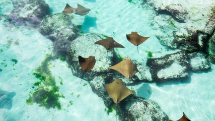Small healthy sting rays swimming peacefully in the warm shallow water of the Bahamas.	