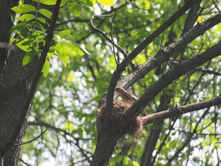 The thrush flew to the nest to feed the Chicks.