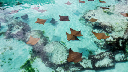 A lot of young sting rays swimming slowly in the warm water of Nassau in the Bahamas.	