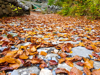 Walk on the autumn road forest in Ordesa y Monte Perdido National Park, Huesca. Spain