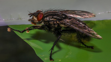 Fliege Makro