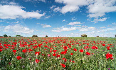 Fototapeta na wymiar Beautiful red poppy flowers in a field with a blue sky.
