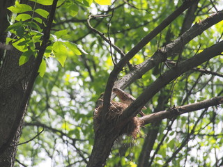 The thrush flew to the nest to feed the Chicks.