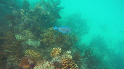 Fototapeta na wymiar Bright blue fish at the edge of the coral reefs in the warm water of the Bahamas.