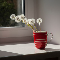 bouquet of dandelions in a red striped cup on the windowsill