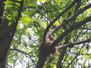 The thrush flew to the nest to feed the Chicks.