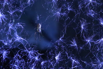 spider in a spiderweb