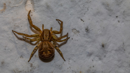 Spinne auf weisser Wand