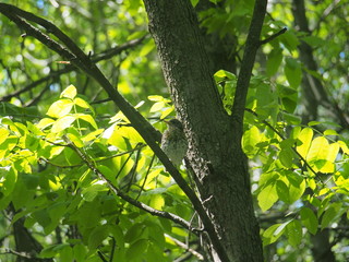 Chick thrush sitting on a tree branch and waiting for parents.