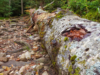 Decayed fallen tree laying on grass in Ordesa y Monte Perdido National Park, Huesca. Spain