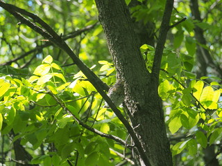 Chick thrush sitting on a tree branch and waiting for parents.