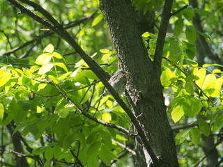 Chick thrush sitting on a tree branch and waiting for parents.