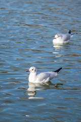 white seagulls on the water, portrait of birds.