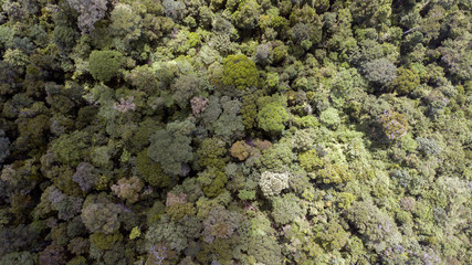 scenary rain forest from aerial