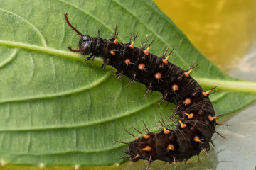 schmetterlingsraupe