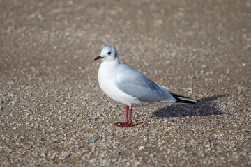 portrait of one seagull standing on the ground