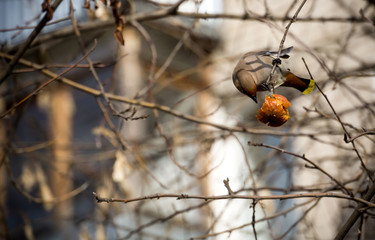 Waxwing eating apple