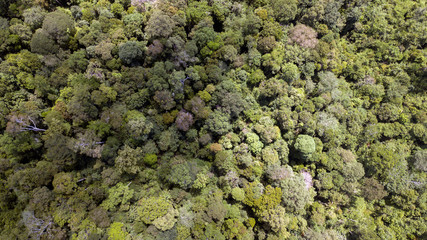 scenary rain forest from aerial