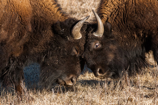Bison sparring, Custer State Park