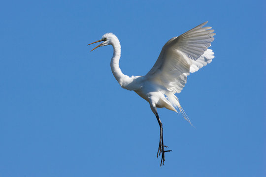 Egret in flight, St. Augustine