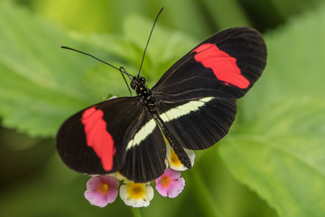 tropischer falter