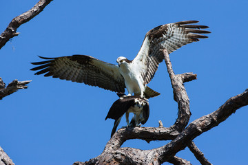 Osprey lands on another osprey