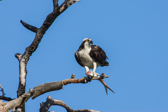 Osprey feeding on fish, Florida