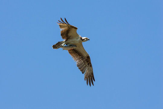 Osprey flying with fish, Florida
