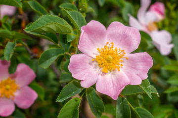 Pink flower in the garden on a spring morning.