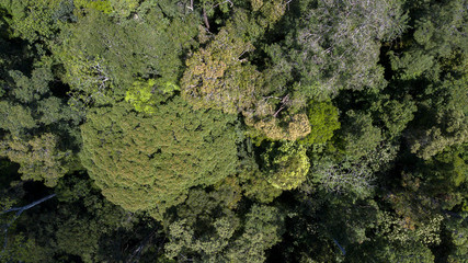 scenary rain forest from aerial