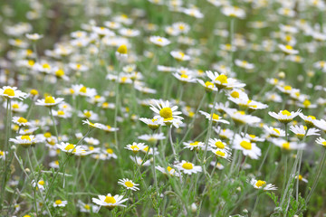 Full bloom of chamomile flowers.camomile. Field of camomiles at sunny day at nature. Camomile daisy flowers, field flowers, chamomile flowers