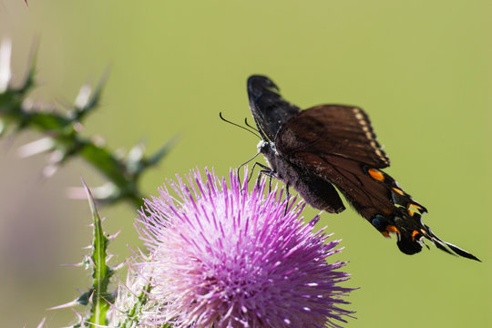 Butter on thistle covered with pollen