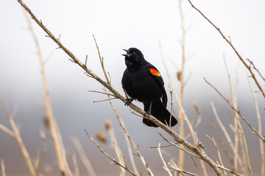 Red winged blackbird chirping, Missouri